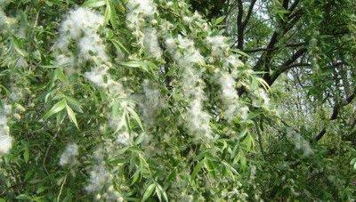 春季花粉飄散柳絮飛舞 專家支招應對過敏問題
